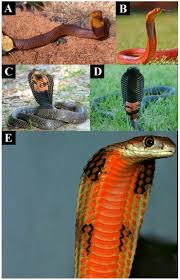 Eat all the yummy fruits and become the biggest snake! How The Cobra Got Its Flesh Eating Venom Cytotoxicity As A Defensive Innovation And Its Co Evolution With Hooding Aposematic Marking And Spitting Abstract Europe Pmc