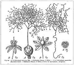 Image result for Schizobasis intricata