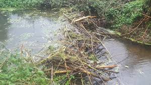 Beavers can easily transform any freshwater the best way to stop beavers from doing this is with integrated control plan that includes repelling when beaver starts clogging culverts, building dams and causing water issues, you need to trap these. Beavers Beneath The Surface Wild Trout Trust