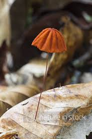 Image result for Marasmius sp.