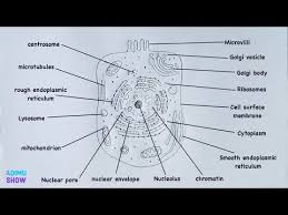 How To Draw And Label An Animal Cell Pencil Drawing Step By Step Tutorial Youtube Animal Cell Easy Animal Drawings Biology Notes