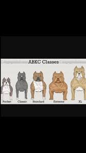 Abkc Registered Classes Movie Posters Pitbulls Dogs