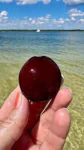 Image result for Entada gigas