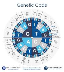 Amino Acid Sequence Circle Chart Www Bedowntowndaytona Com