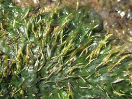 Image result for Podostemaceae