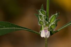 Image result for Meiosperma bracteatum