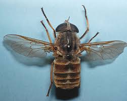 The larvae will burrow down into this soil and feed on organic matter. Tabanus Sudeticus Dark Giant Horsefly Identification Images Ecology Control