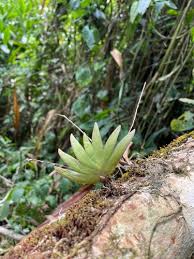 Image result for Bolusiella talbotii