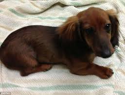 Shop cat food & treats. Dachshund Owners Sue Petsmart After Dog Died Following A Grooming Appointment Daily Mail Online