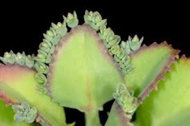 Mother Of Thousands Kalanchoe Daigremontiana Planting Succulents Succulents Mother Of Thousands Plant