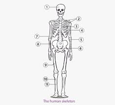9 fishbone diagram templates to get started. Https Cdn1 Byjus Com Wp Content Uploads 2019 07 Selina Solutions For Class 9 Biology Chapter 12 Skeleton Movement And Locomotion Pdf