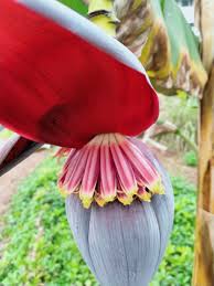 Image result for Musa acuminata