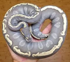 Maybe you would like to learn more about one of these? Ghost Mojave Ghi Ball Python Ball Python Morphs Snake