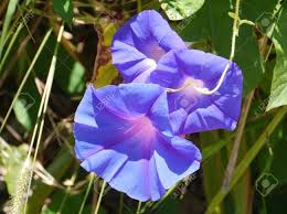 Only 1 available and it's in 2 people's carts. Blue Morning Glory Ipomoea Indica Of The Convolvulaceae Family Stock Photo Picture And Royalty Free Image Image 24802465