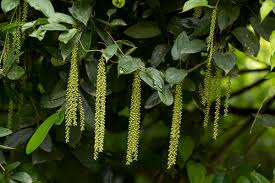 Image result for Dioscorea hirtiflora