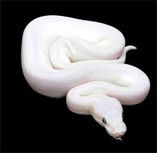 Pythonregius Com Constrictors Unlimited Ball Python Pet Snake Snake Breeds