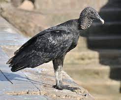 We did not find results for: Black Vulture Wikipedia