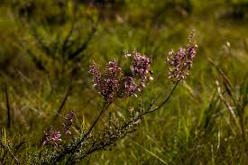 Image result for Syncolostemon linearis