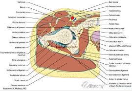 Skip to the end of the images gallery. Cross Section Anatomy Transverse Axial Hip Buttocks Pelvic Girdle Thigh Hip Joint Head Of Femur Femoral Artery Anatomy Hip Anatomy Lower Extremity