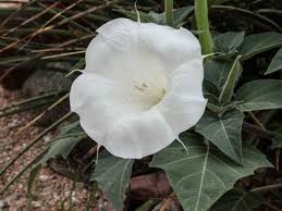 There are a number of plant species with the common name of moon flower, but i am going to guess you have a datura plant, in which case you may be looking at any one of the following viruses: 9 Amazing Benefits Of Datura Organic Facts