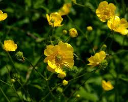 Image result for Ranunculus acris