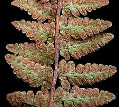 Image result for Woodsiaceae