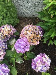 Wait until the plant is at least 2 years old to give it time to recover from the shock of its original planting. Why Are My Hydrangeas Turning Brown Gardening Garden Diy Home Flowers Roses Nature Landscaping Horticulture Hydrangea Care Hydrangea Hydrangea Leaves