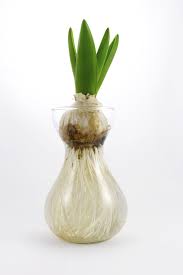 There are 188 tulip bulb vase for sale on etsy, and they cost $13.23 on average. Can Tulips Grow In Water Tips On Growing Tulips Without Soil