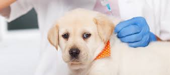 Parvo In Dogs Early Signs How To Prevent