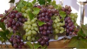 Gambar anggur hutan paling keren download now manfaat buah daun dan. 29 Gambar Buah Buahan Segar Jenis Jenis Ciri Ciri Dan Penjelasan