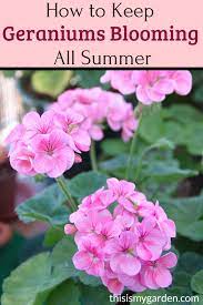 Pin On Gardening Landscaping Plants And Plantings