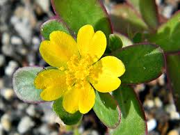 Image result for Portulaca