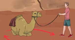 And within the lost city of the tol'vir in uldum , most notably around the terrace of the augurs. How To Buy A Camel With Pictures Wikihow