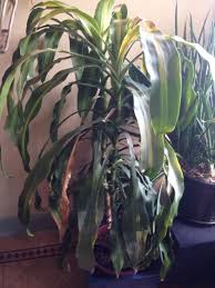 Dracaena Problem There Could Be One Or More Of Several Reasons Why The Leaves Are Drooping Make Sure When Watering Ab Dracaena Plant Container Plants Plants