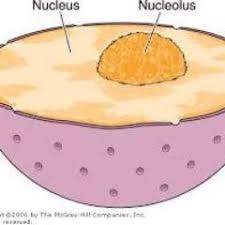 In previous studies, brangwynne' team has found that this. Nucleus Nucleolus On Twitter I M Almost Always The Largest Organelle In Animal Cells How Do You Like That Bigboy Cellection16b