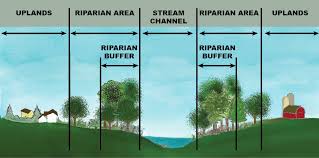 Around The Water Cooler Riparian Buffers Science Wetland Watershed Protection Ecosystems