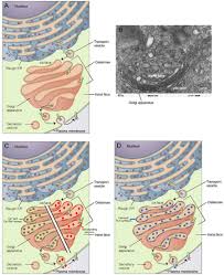 The golgi apparatus (/ ˈ ɡ ɒ l dʒ i /), also known as the golgi complex, golgi body, or simply the golgi, is an organelle found in most eukaryotic cells. Frontiers Two Undervalued Functions Of The Golgi Apparatus Removal Of Excess Ca2 And Biosynthesis Of Farnesol Like Sesquiterpenoids Possibly As Ca2 Pump Agonists And Membrane Fluidizers Plasticizers Physiology