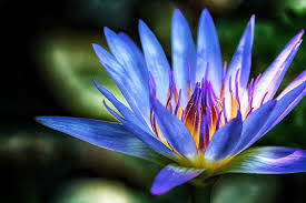 Image result for Nymphaea lotus