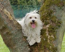 Standard Du Bichon Havanais Selon La Fci