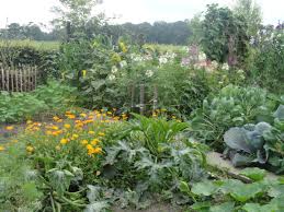 augustus goudsbloemen kattensnor en zonnebloemen tuinplanten permacultuur tuin