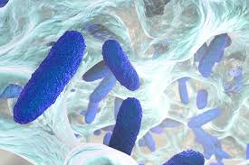 Biofilm What It Is And How To Treat It Kresser Institute