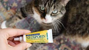 Is Neosporin Safe For Cats