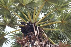 Image result for Borassus