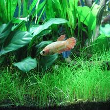 The base submerged area of the plant contains. Aquarium Plants In Ernakulam Latest Price Mandi Rates From Dealers In Ernakulam