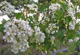 The common pear (pyrus communis) flowers at the height of spring, opening bright white blooms that pollinators can't resist. Southwest Colorado Wildflowers Crataegus