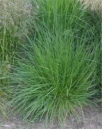 Deschampsia is a genus of plants in the grass family, commonly known as hair grass6 or tussock grass. Deschampsia Cespitosa Wikispecies