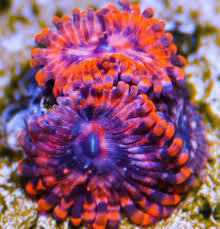utter chaos palys coral frags live coral coral
