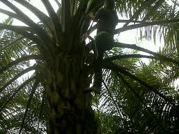 Memilih benih dari biji yang memiliki kualitas baik, dapat dilihat dari. Polinator Ppks Marihat Disebut Jual Tandan Benih Ke Petani Budidaya Benih Sawit