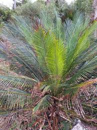 Image result for Macrozamia communis