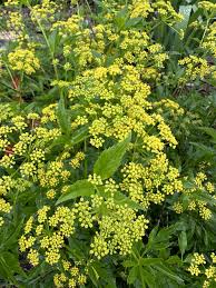 Image result for Asclepias aurea